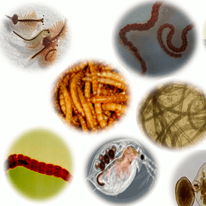 Alimentos vivos y liofilizados