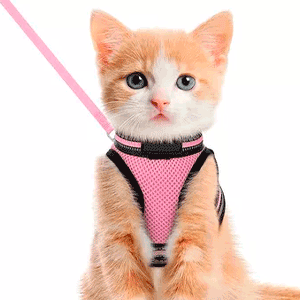 Collares y pecheras para gato