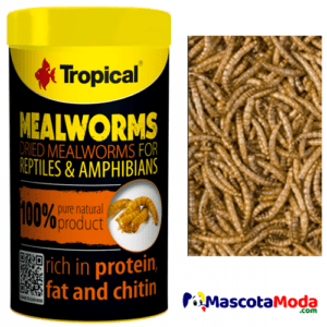Meal Worms Tenebrios o gusanos de harina secos 