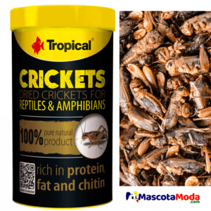 Dried Crickets saltamontes secos alimento peces reptiles