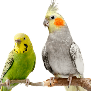AVES