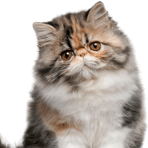 GATOS