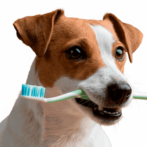 Dental y Oidos