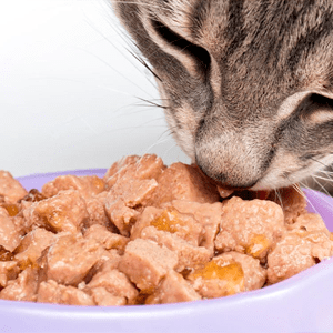 Alimento humedo