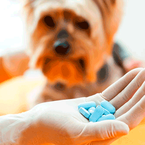 Antibioticos y Dolor