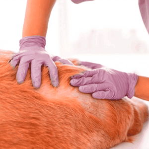 Dermatologia