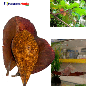 Hojas Almendro Terminalia catappa Acondicionador Natural
